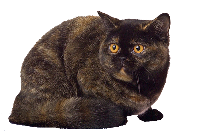 черепаховый окрас британской кошки фото