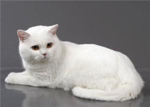белая британская кошка фото