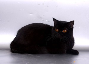Черная британская кошка фото