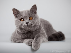 голубая британская вислоухая кошка фото
