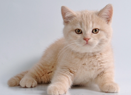кремовый котенок британец фото