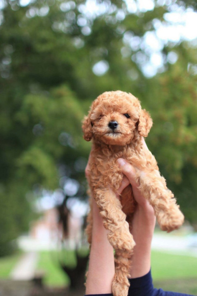To potty train your puppy can be a challenge...Here’s our ultimate guide from which you can pick and choose to set you and your puppy up for potty training success fast. Read more at kaufmannspuppytraining.com @KaufmannsPuppy #dogtraining #puppytraining #pottytraining
