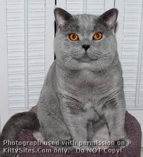 DandyBlue British Shorthair