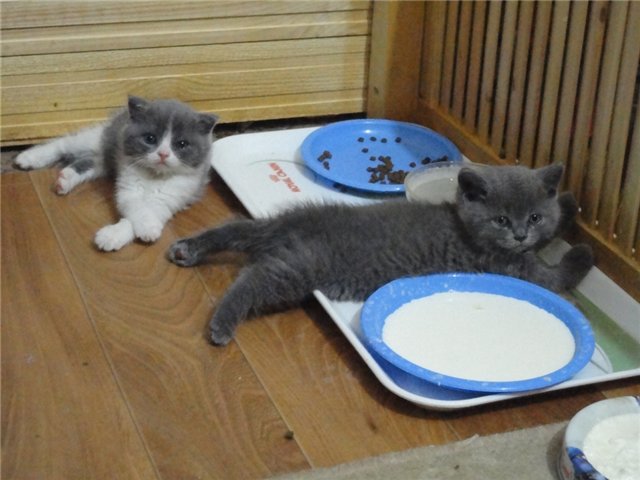 Месяц котятам можно отдавать. Маленький котик кушает. Британские котята 1.5 мес питание. Кошки обычные домашние. Кормление стерилизованных кошек.