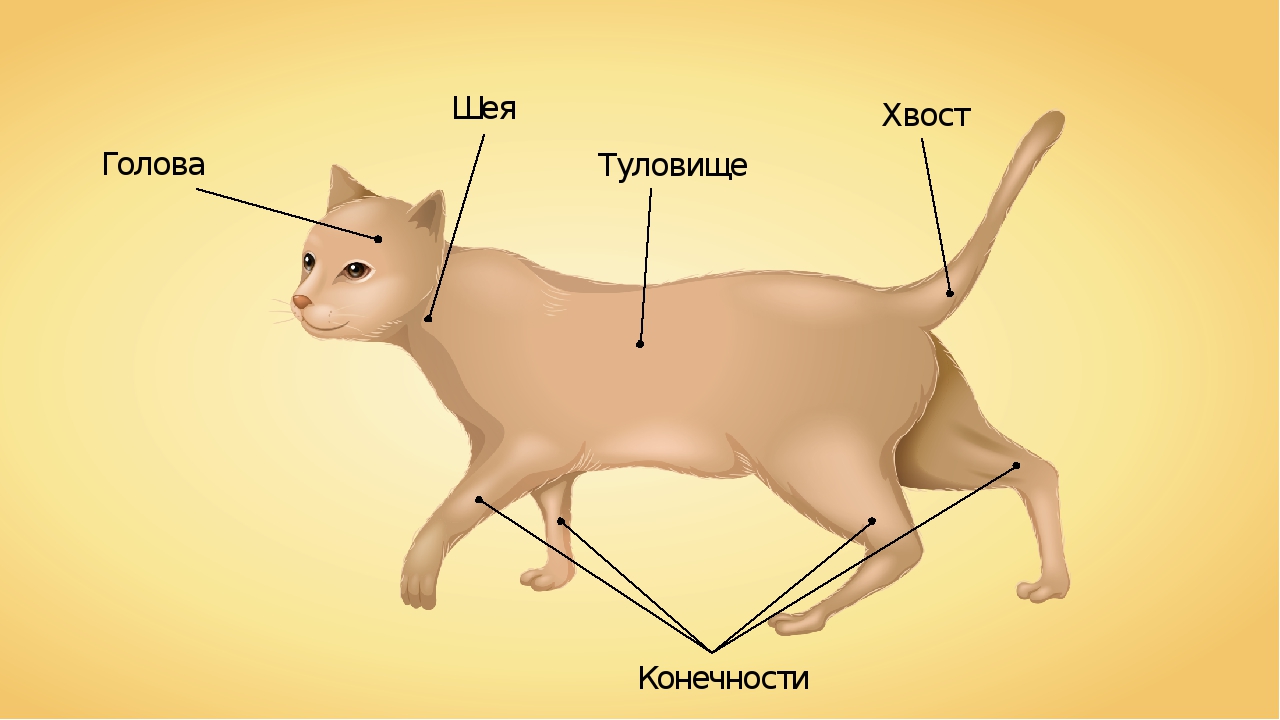 Рассмотрите фотографию лысой кошки выберите характеристики соответствующие внешнему строению кошки