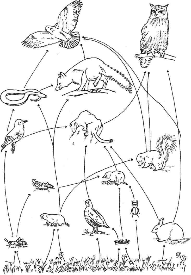 Цепь питания луга 5 класс. Биоценоз Луга цепь питания. Схема пищевой сети Лесной экосистемы (по и.а. Шигареву, 1995). Трофические связи схема пищевых связей. Цепь схема цепи питания Луга.