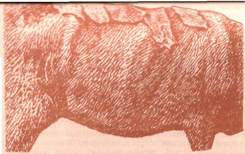 Свинка кожа. Лептоспироз животных КРС. Лептоспироз КРС симптомы у телят.