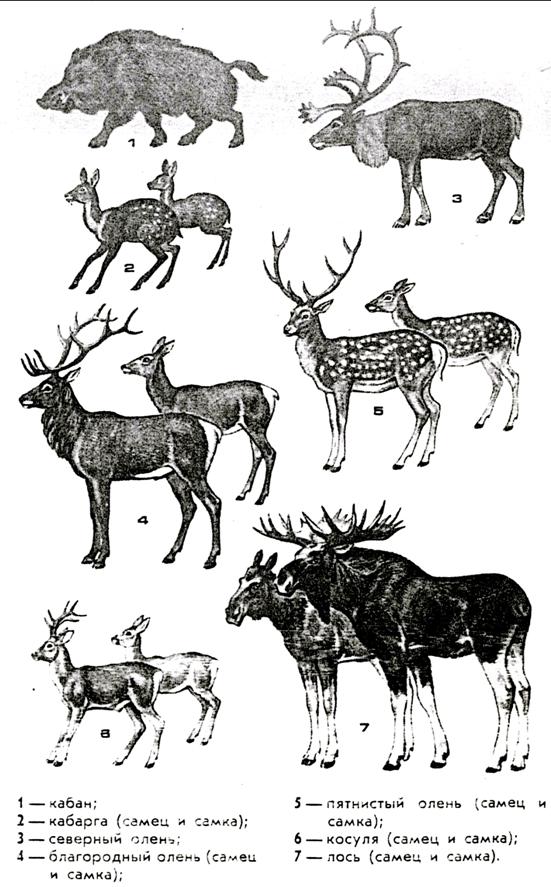 Как отличить лося. Олень самка и самец. Северный олень самец и самка. Виды охотничьих животных. Косуля олень отличия.