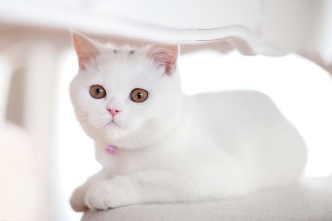 белая британская кошка