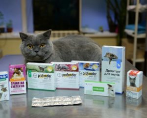 Какие антибиотики широкого спектра действия можно давать для кошек