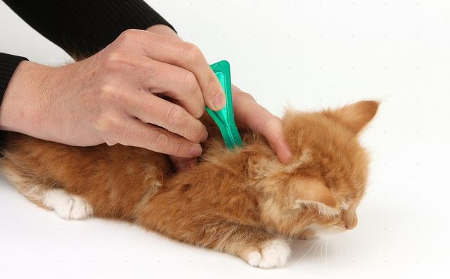 Нанесение лекарство на холку коту