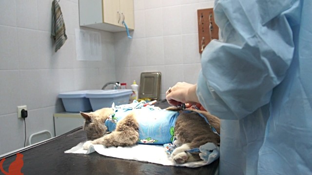 кошка на операциооном столе