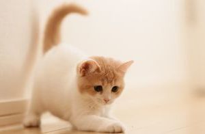 Как назвать белого котенка