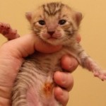 Новорожденный котенок тойгера
