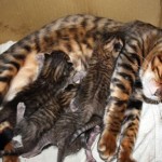 Кошка тойгер с малышами фото