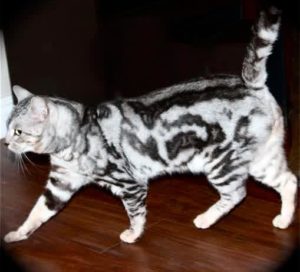Бенгальская кошка окраса мраморное серебро