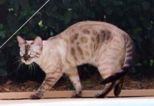 Бенгальский кот окраса чаркол
