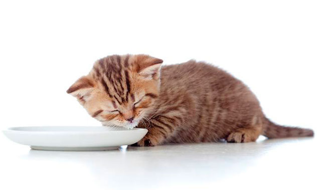 Чем кормить котенка в 1 месяц домашняя еда
