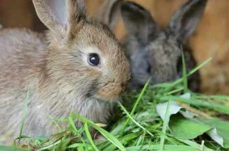 Чем кормить декоративных кроликов в домашних условиях