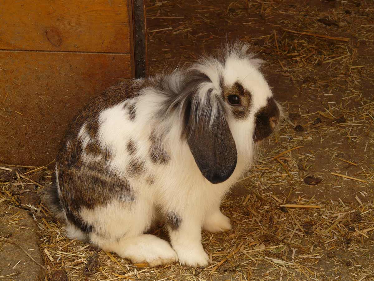 lop-eared rabbit with longer fur around top of head