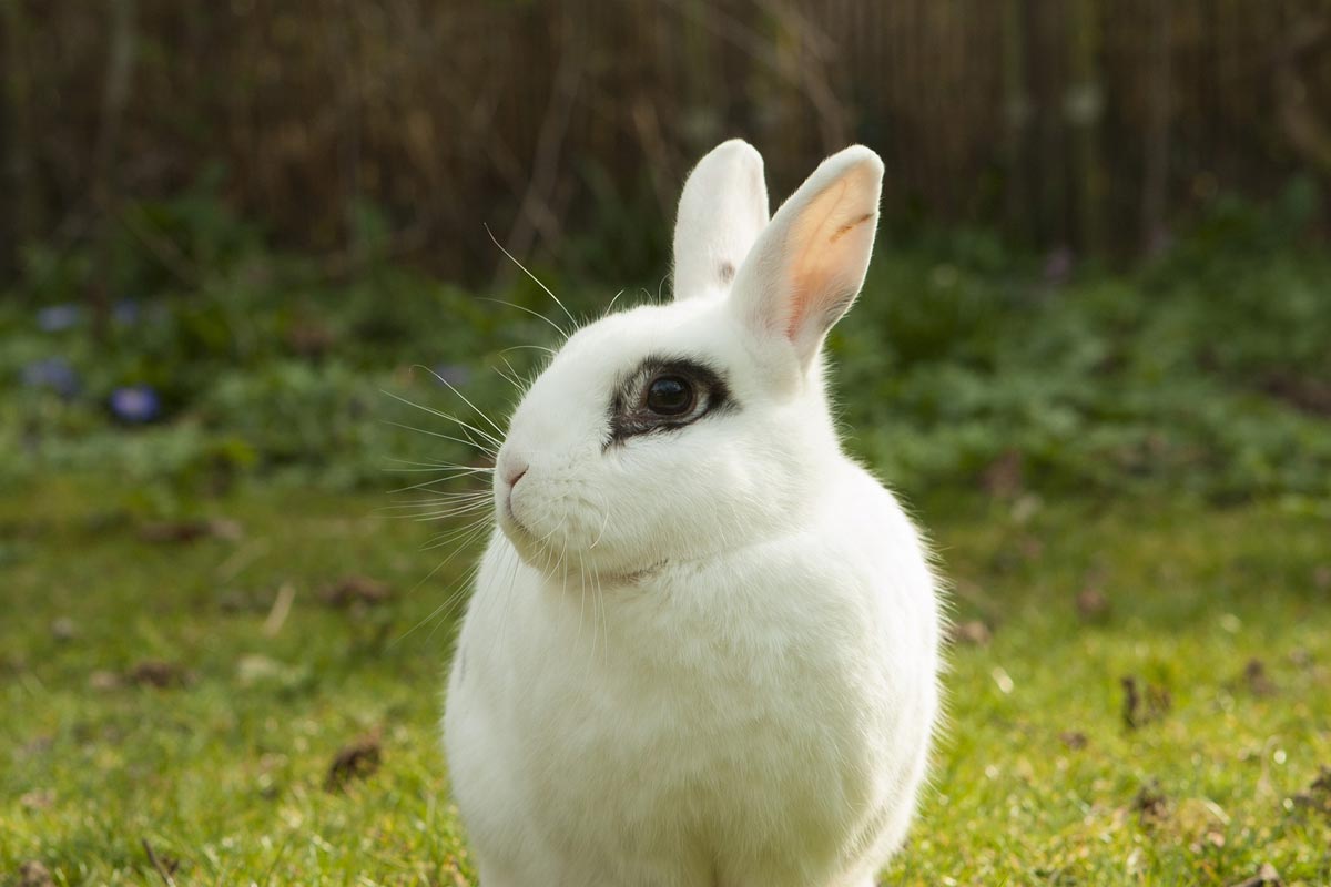 white rabbit with black markings around eye