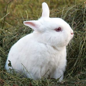 small, white rabbit outdoors by hay