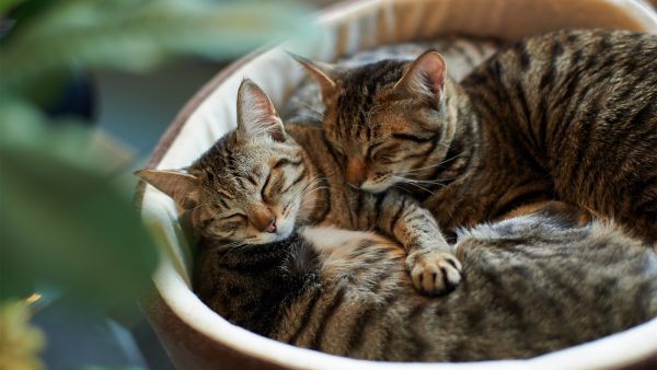Кошки спят рядом друг с другом