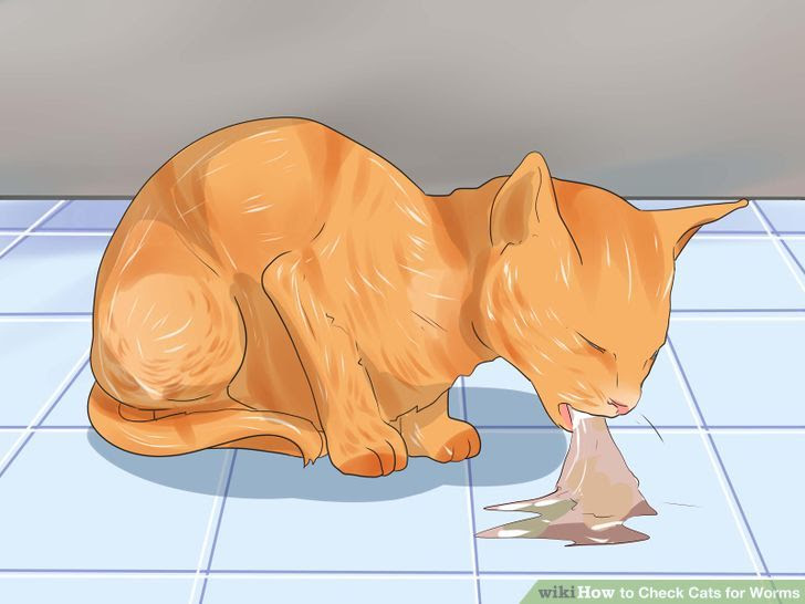 Рвота у кошки. Кот отрыгнул комок шерсти.