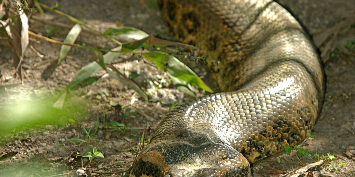 Сколько метров анаконда. Анаконда змея. Змея Королева Анаконда. Самая большая Анаконда 41м.