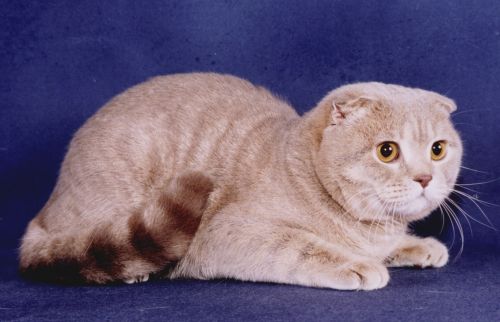 Обзор редких и популярных окрасов шотландской вислоухой кошки