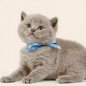 Список лучших кличек для Британских котов и кошек и их значение: как назвать домашнего питомца оригинально?