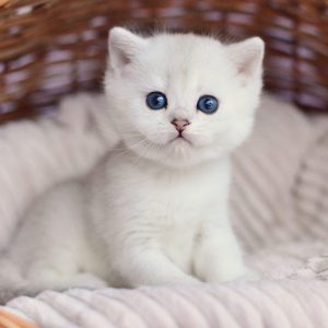 Список лучших кличек для Британских котов и кошек и их значение: как назвать домашнего питомца оригинально?