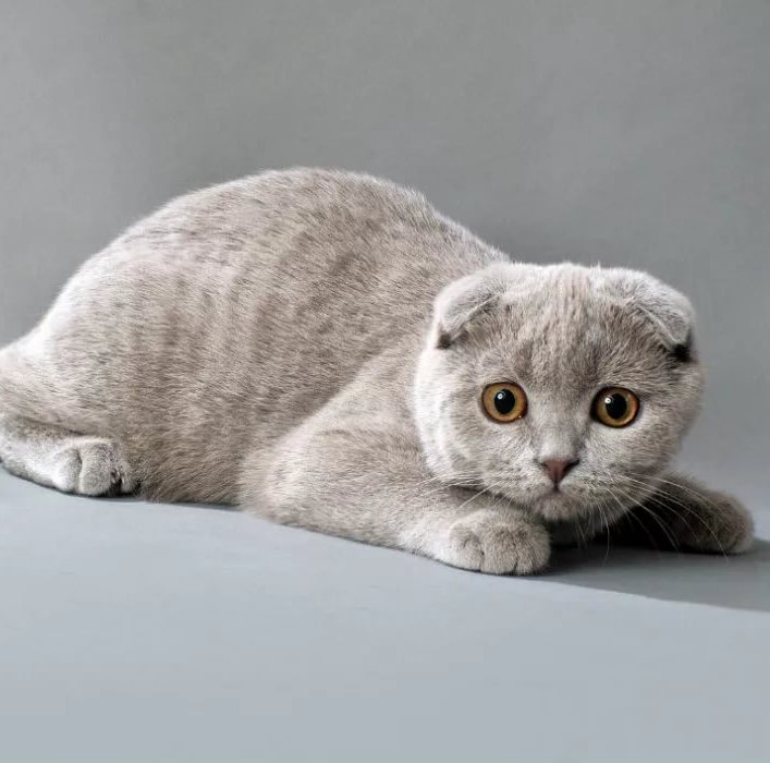 Как не стать обманутым поупателем котенка в чем разница и чем отличаются Британская кошка от Шотландской?