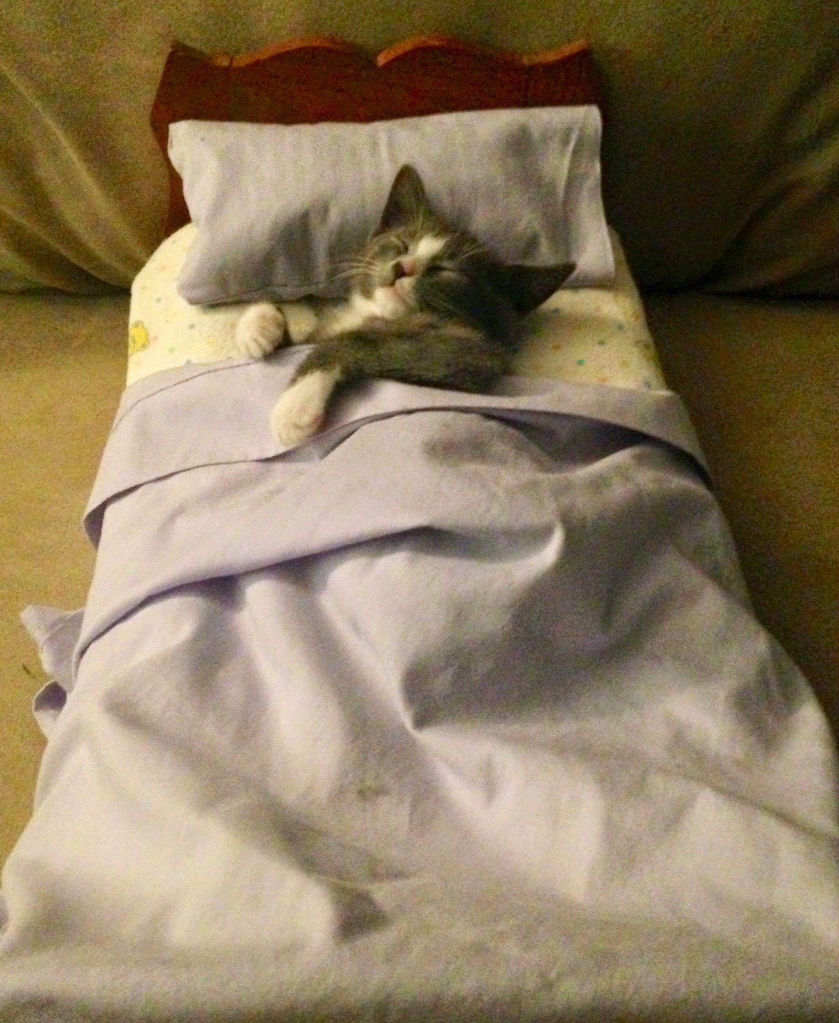 кошка сидит на кровати