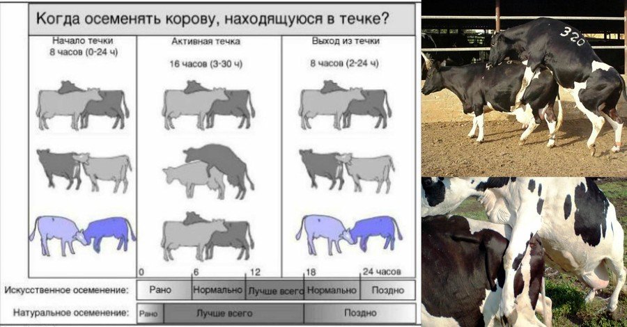 Осеменение коров быком крупным планом