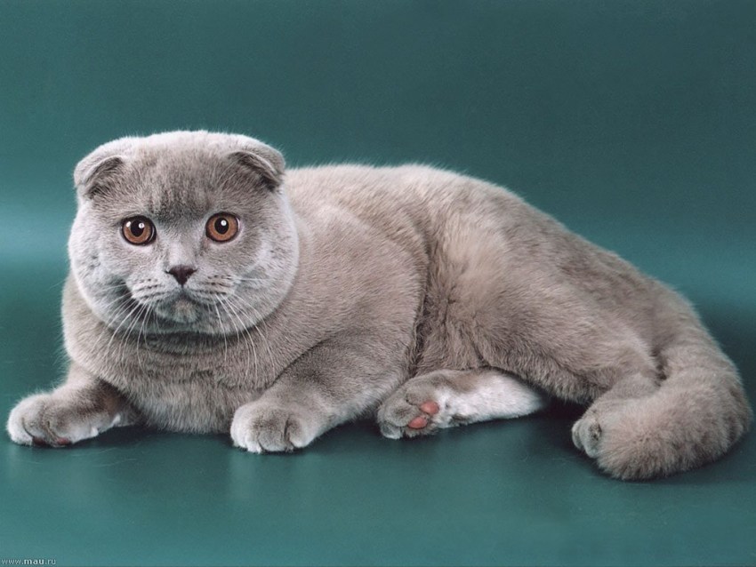 Шотландская прямоухая кошка окрасы с фото и названиями короткошерстная