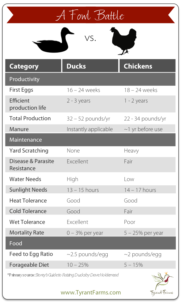 duck-vs-chicken