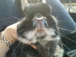 snuffles rabbit diseases