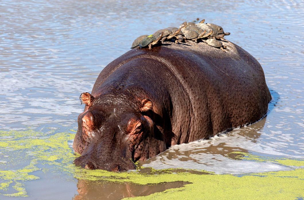 Сколько бегемотов в мире. Гиппопотам и Бегемот. Нильский Бегемот. Hippopotamus amphibius. Животные Африки Бегемот.