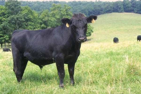Абердин-ангусская порода быков