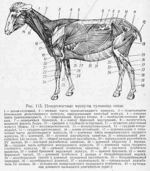 Козовник для трех коз схема и описание