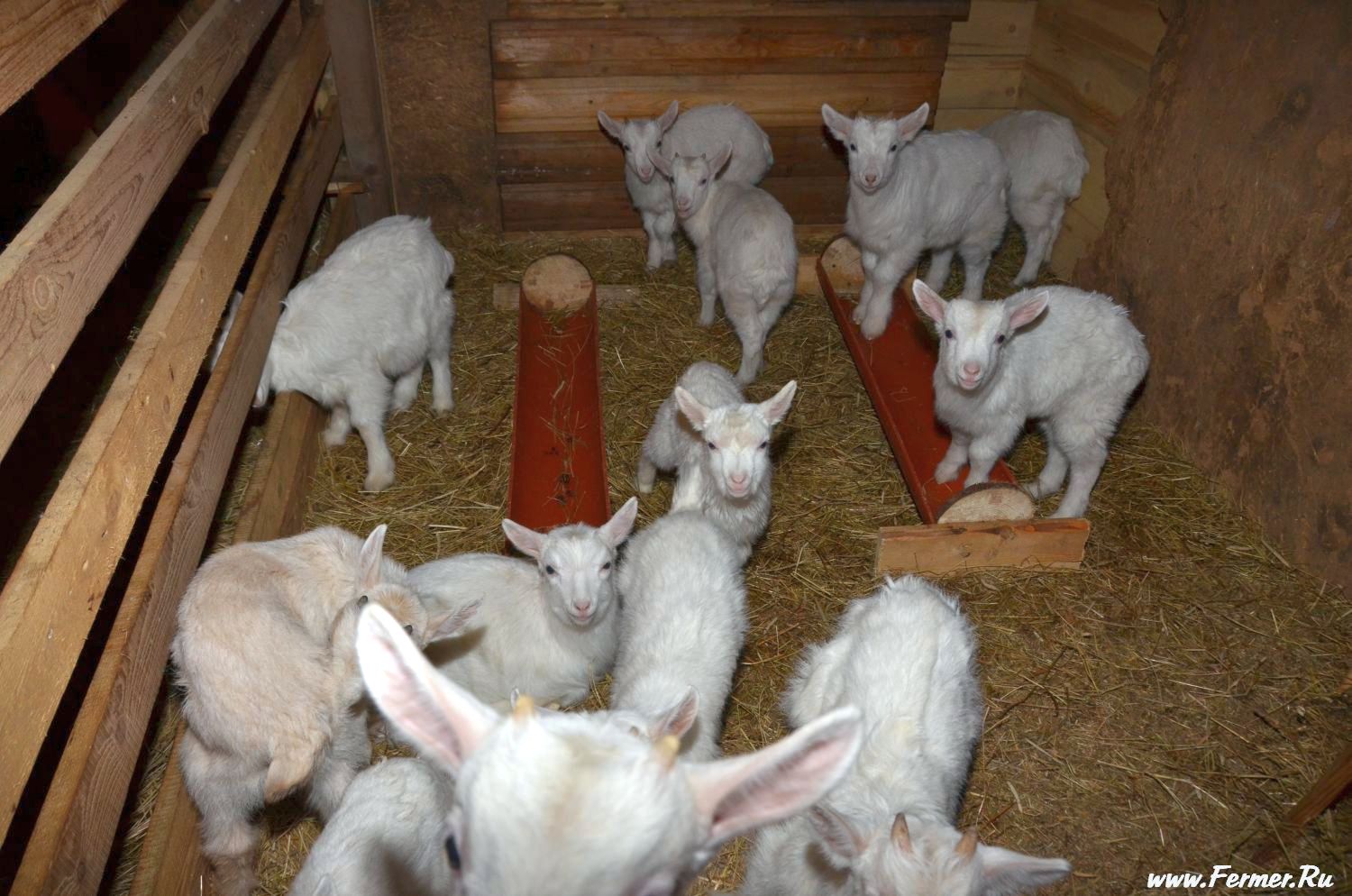 Где живут козлы. Козлятник ферма. Помещение для коз. Загон для коз. Зимний загон для коз.