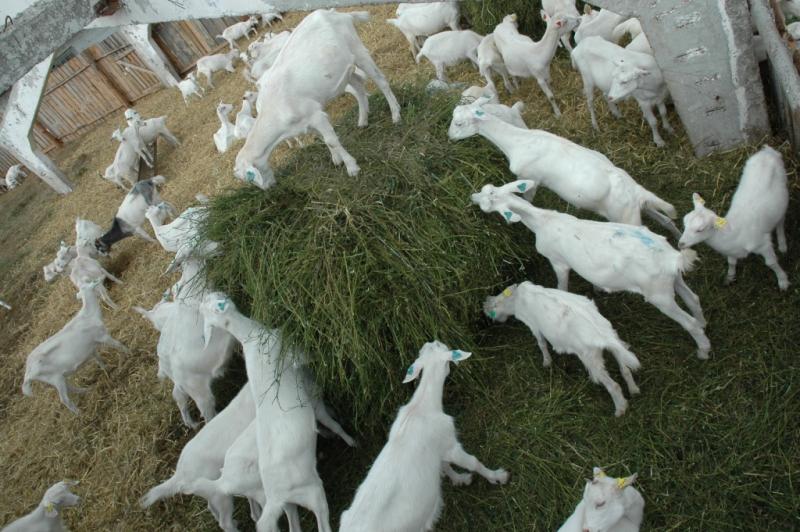Чем кормят домашних коз. Сено для коз. Что едят козы. Коза на траве.