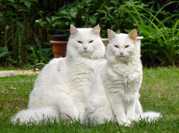 Два белых кота сидят в саду