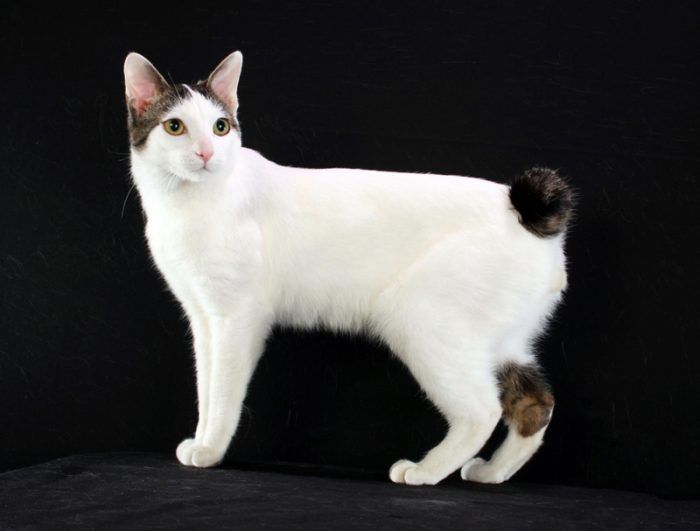 Колор-пойнт кошка без хвоста