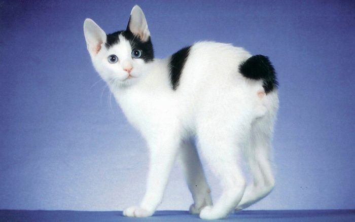 Картинки японская кошка