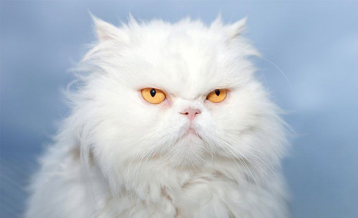 Персидский белый кот
