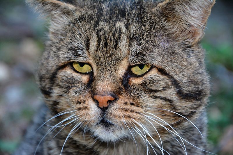 Старенький кот