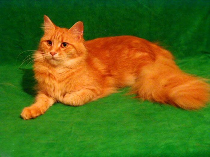 Рыжий сибирский кот