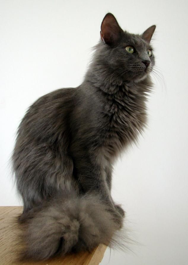 Кошка турецкая ангора фото черно белая